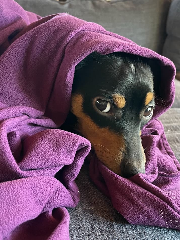 Beauregard the Brave